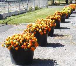 Row of Marigold flowers